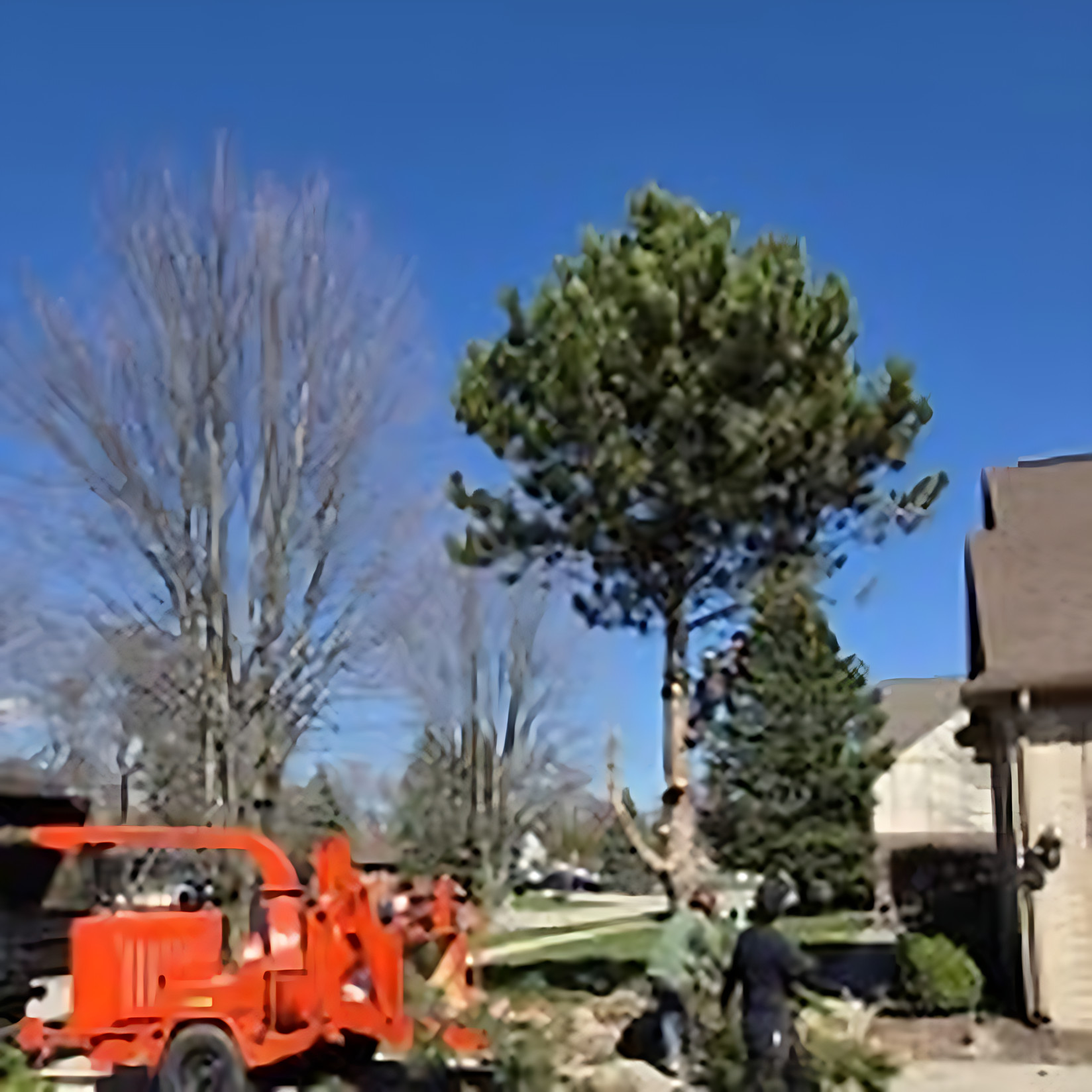 Stump Grinding project by Benuz-Tinez Company in Shelby Township, Michigan