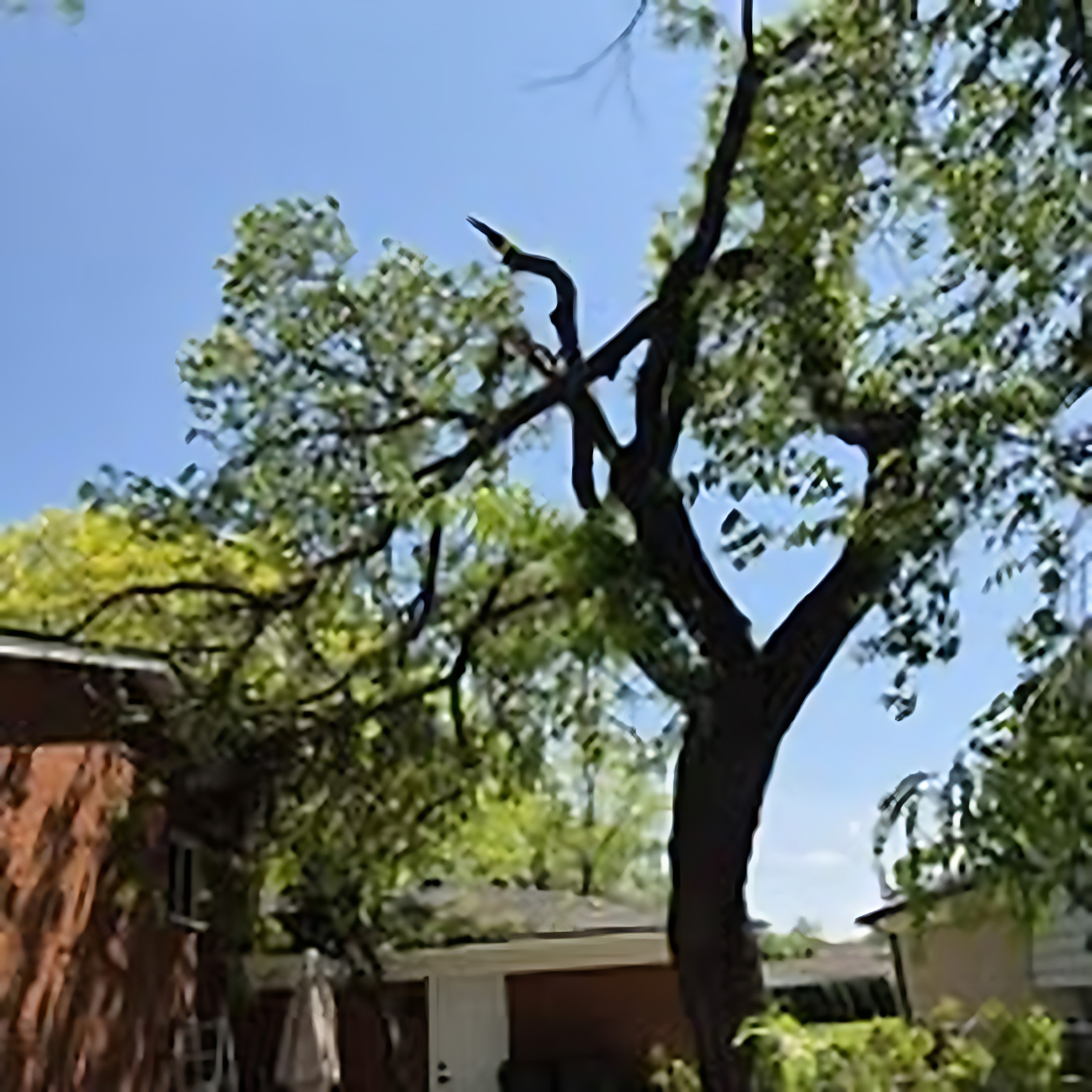 Trimming & Pruning project by Benuz-Tinez Company in Shelby Township, Michigan