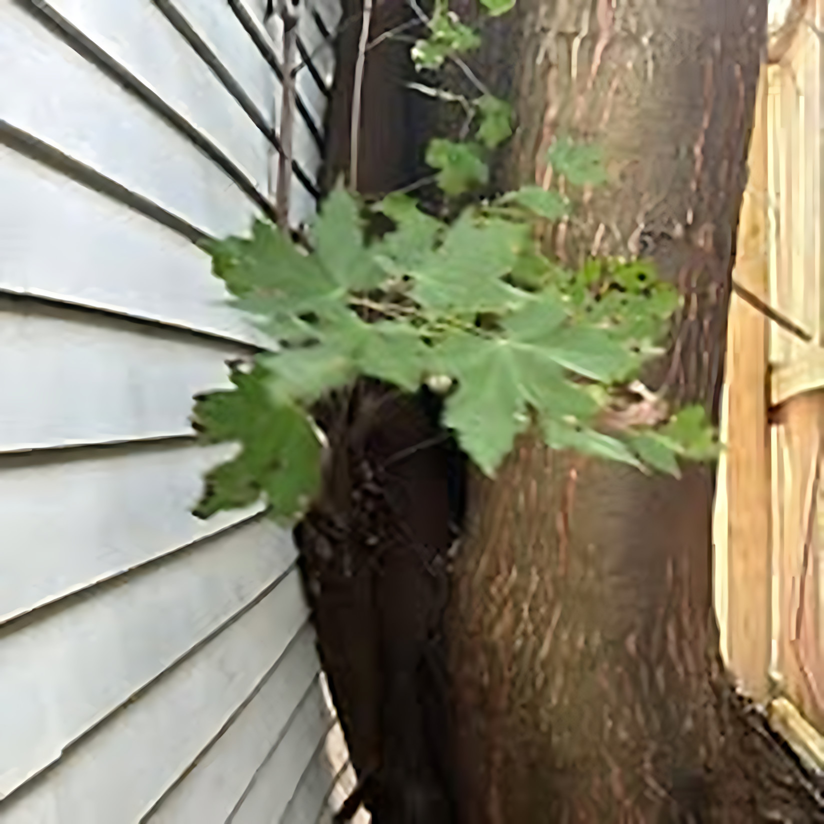 Trimming & Pruning project by Benuz-Tinez Company in Shelby Township, Michigan