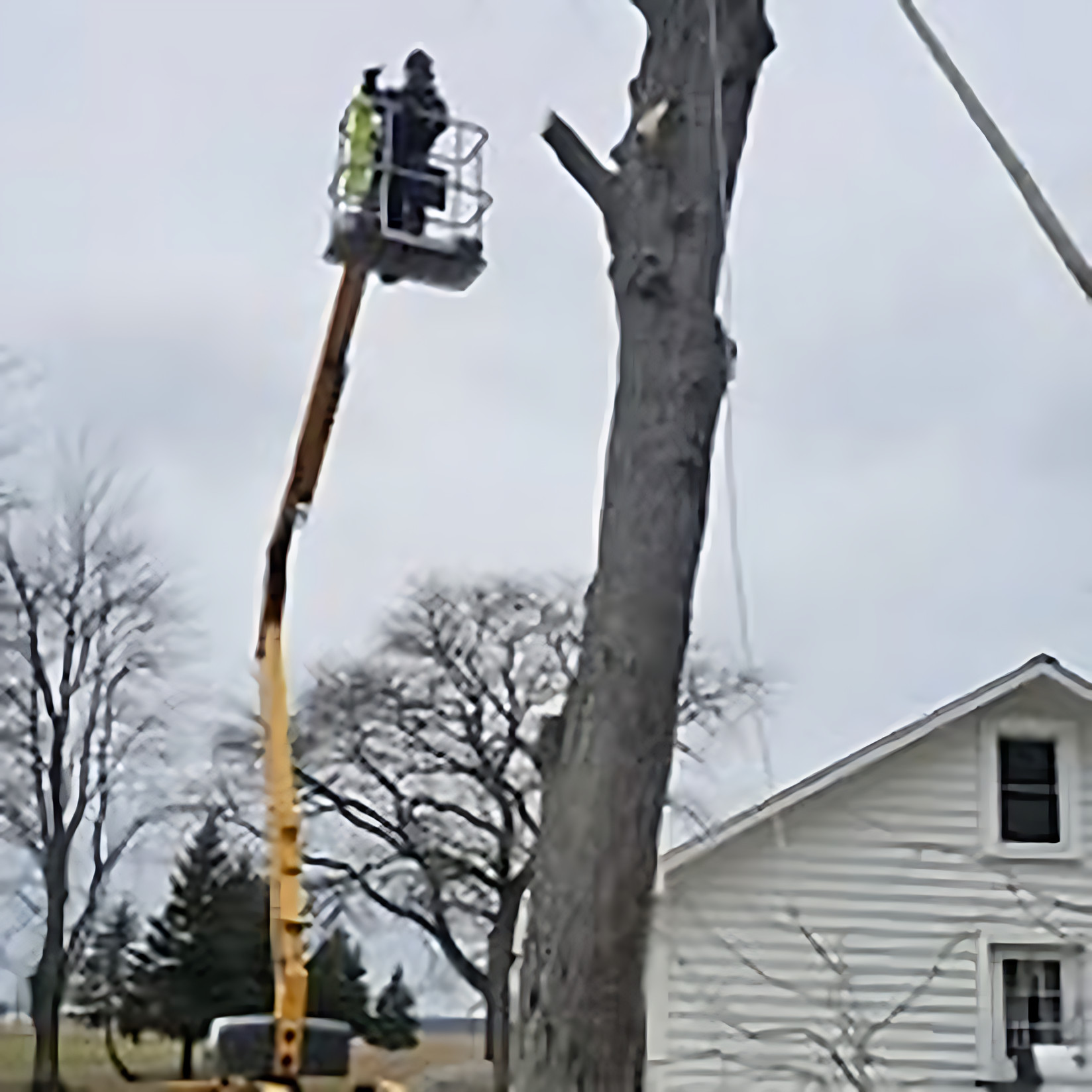 Trimming & Pruning project by Benuz-Tinez Company in Shelby Township, Michigan